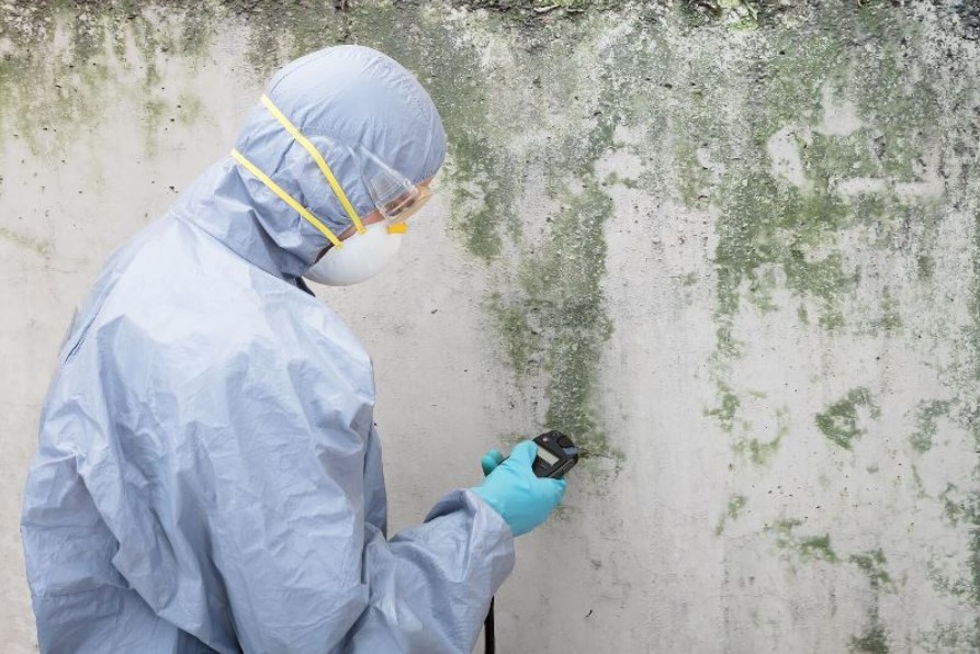 Don’t Risk Your Health. Hire a Professional Mold Removal Service