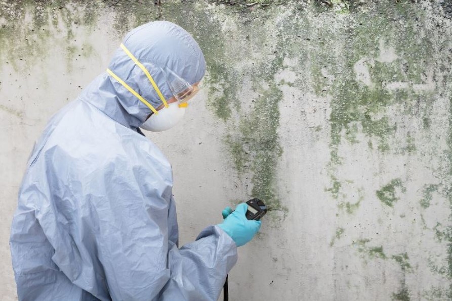 Don't Risk Your Health. Hire a Professional Mold Removal Service